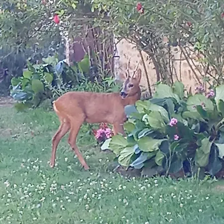 Coucouhirondelle Brux